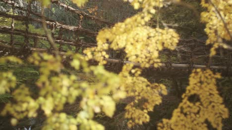 Autumn-foliage-with-a-vine-bridge-and-a-river-in-the-forest-of-Shikoku-in-Japan