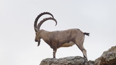 An-Israeli-deer-standing-on-a-cliff,-close-up-shot,-static-shot