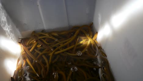 Yellow-swamp-eel-in-white-bucket-for-sale