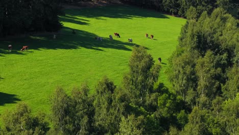 our collection of nature wood forest green stock footage is the perfect way to bring the beauty and tranquility of nature