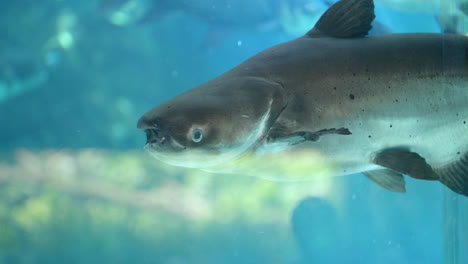 Mekong-giant-catfish-at-The-River-Wonders-in-Mandai,-Singapore