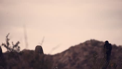 bird perched on saguaro cactus. - close up