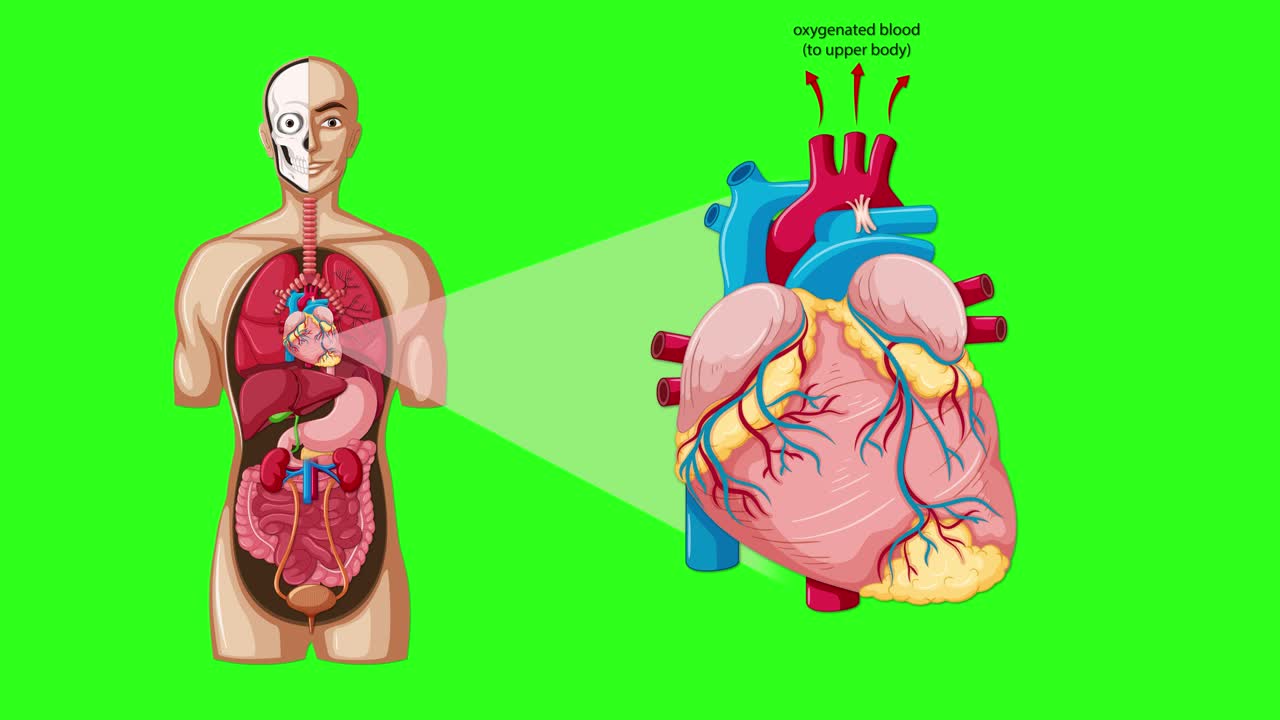 Medical animation illustrating human heart blood flow, transitioning from anatomical body view to detailed heart cross-section with labeled vessels on a green background