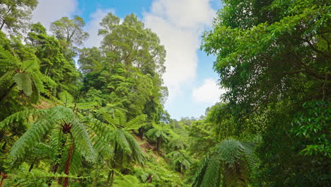 Cinematic-shot-of-green-lush-vegetation-in-the-forest