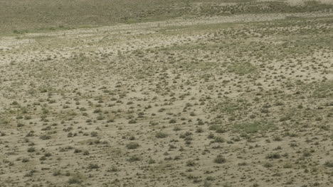 two goitered gazelle antelopes roaming arid steppe plain in vashlovani