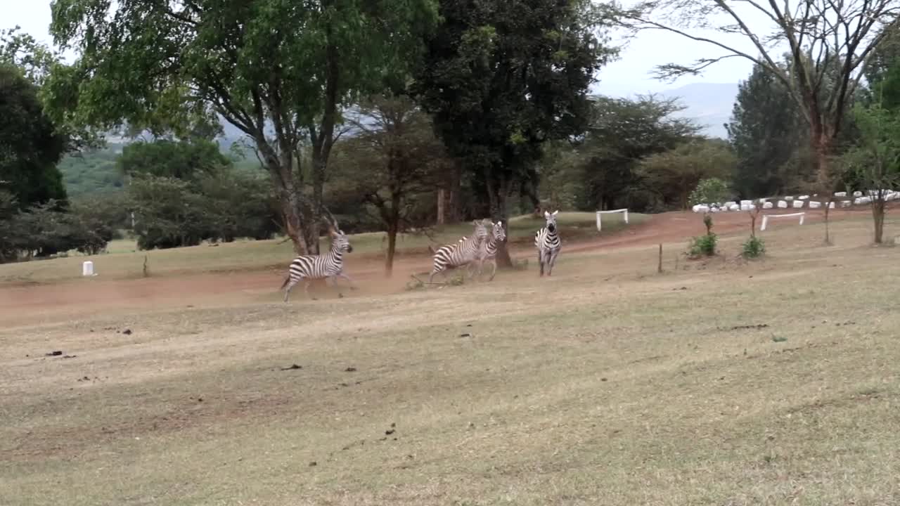 Tracking shot of zebras running and playing with each other in Aberdare National Park