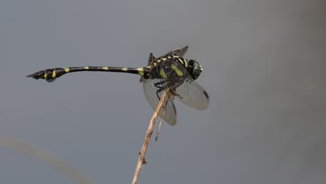 Die-Gemeine-Flanschschwanzlibelle-Kommt-Häufig-In-Thailand-Und-Asien-Vor