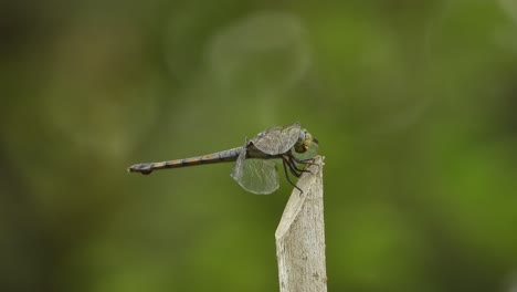 dragonfly relaxing on stick - glossy fathers