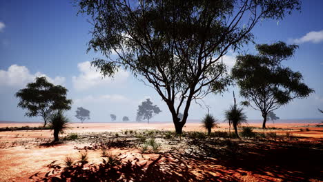 african landscape with a beautiful acacia trees