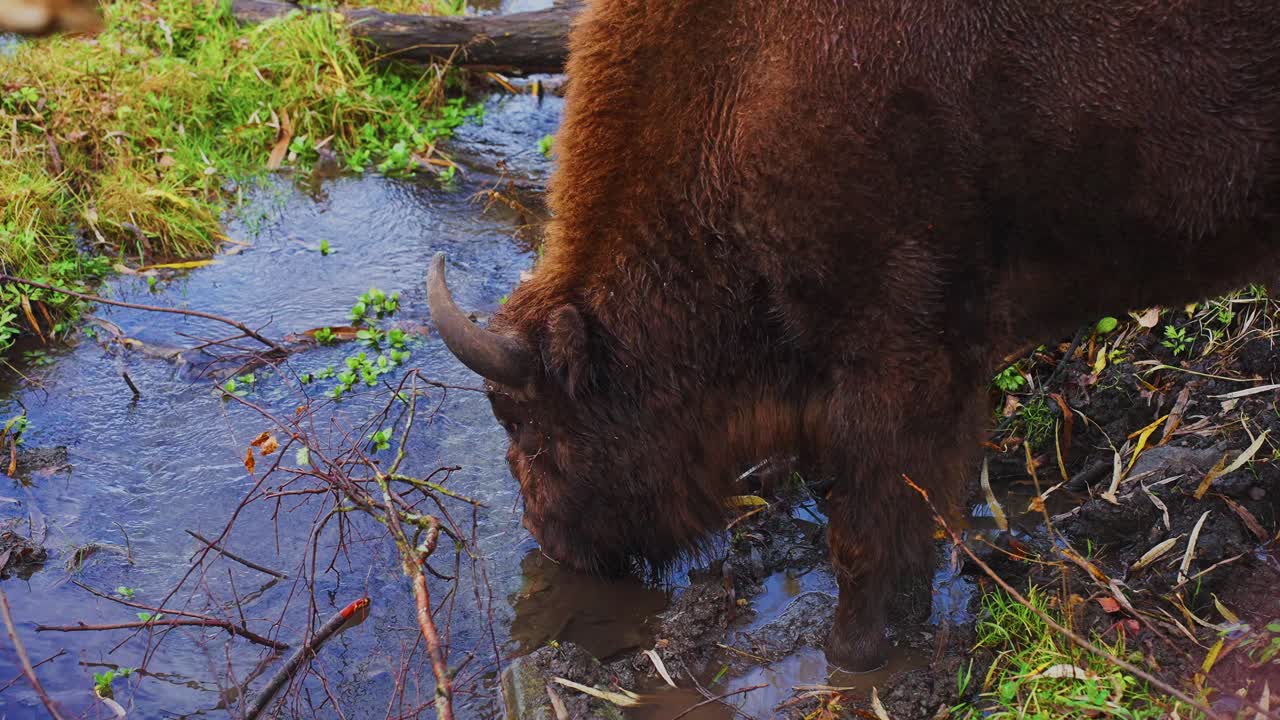 European Bison Drinking in a Forest Stream