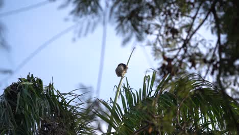 Spotting-a-wild-sloth-resting-on-a-distant-branch-in-majestic-jungle-of-amazon