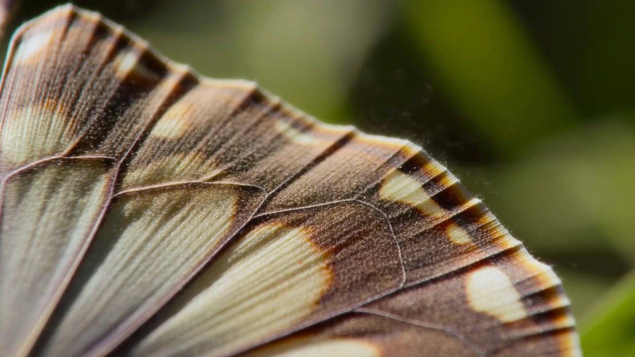 Primo piano di un'ala di farfalla che mostra delicate squame e sottili venature su uno sfondo sfocato verde bokeh.