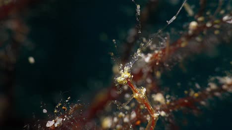 Close-up-of-Skeleton-Shrimp-face