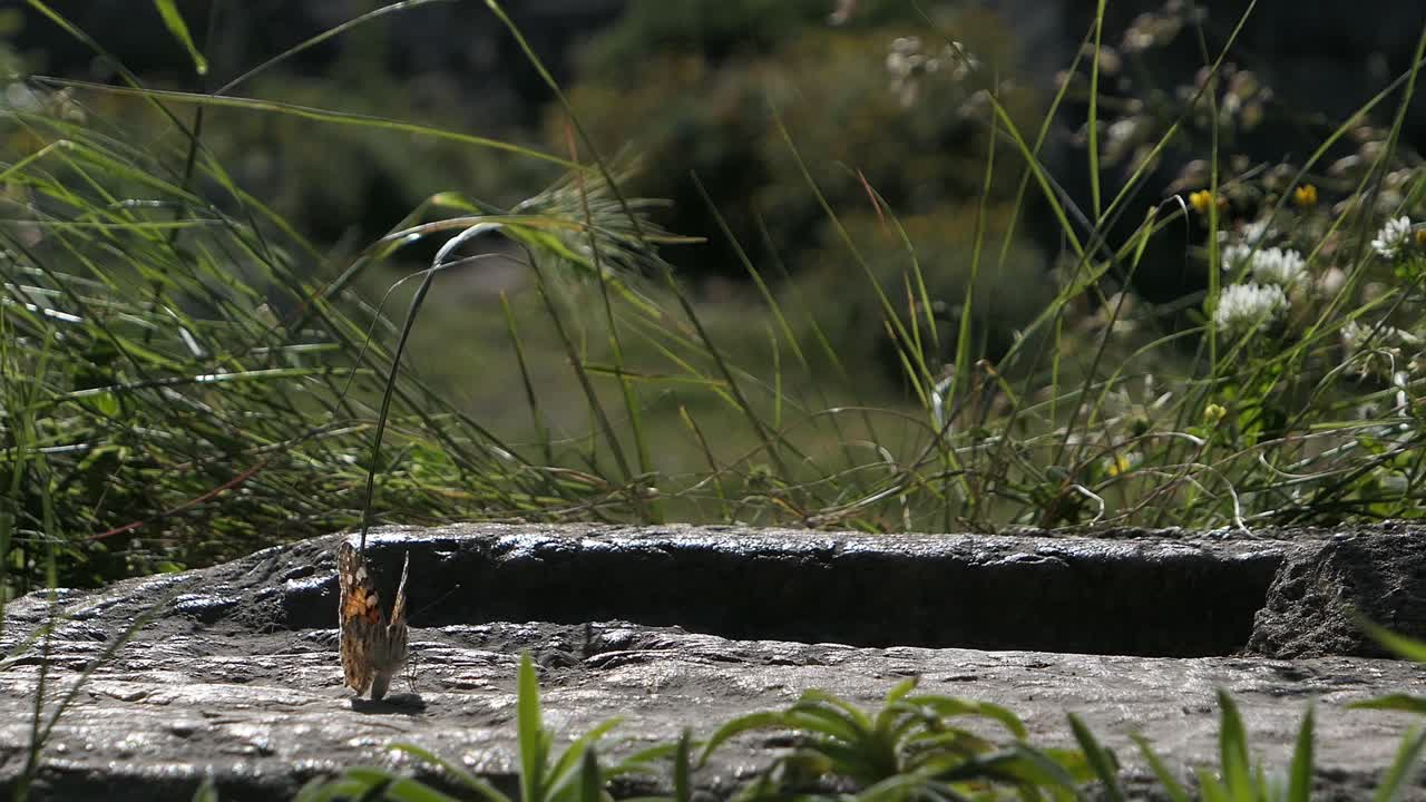 mariposa vuela a una superficie de piedra en un prado