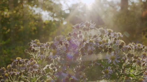 flowers in the sunlight
