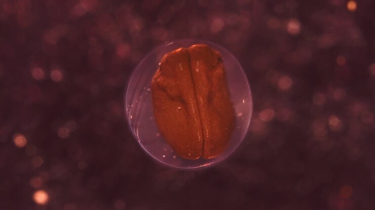 Amphibian Embryo Development Inside Egg Sac