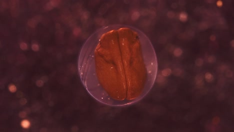 amphibian embryo development inside egg sac