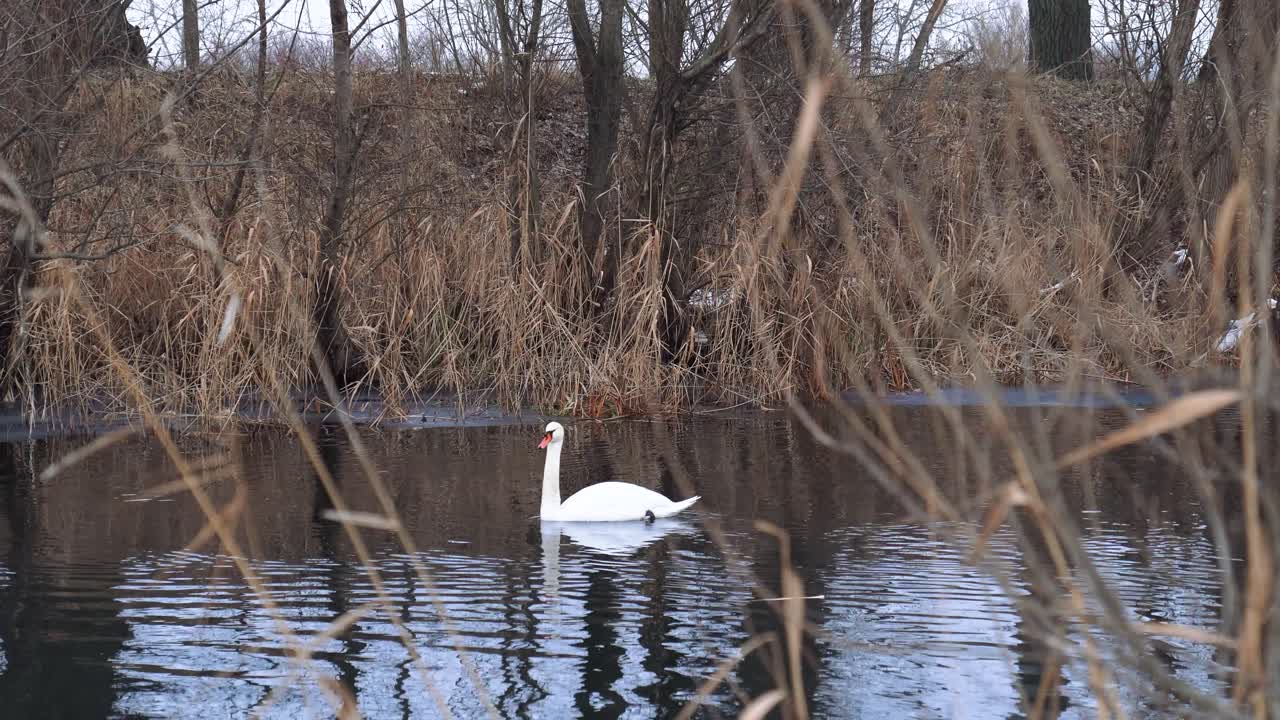 Vit svan som graciöst rör sig på vattenytan nära torkade vassrör i en vintermiljö i Donau-dalens huvudkanal nära Nemesnádudvar.