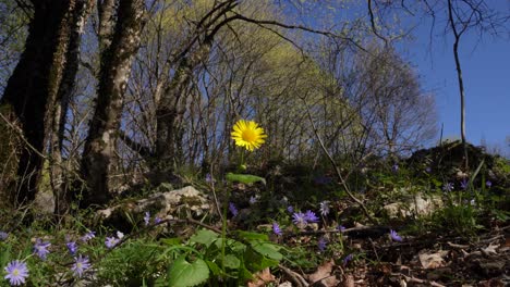 Flor-Amarilla-Rodeada-De-Flores-Violetas-En-El-Lecho-Del-Bosque-En-Primavera