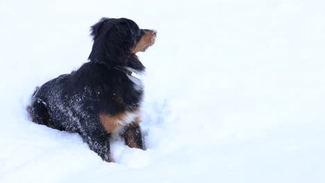 cachorro de pastor australiano tri negro sentado en caída de nieve ligera 4k