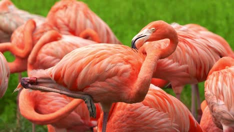 flamenco americano, phoenicopterus ruber de pie con un pie, limpiando y arreglando su plumaje vibrante, foto de cerca de especies de aves exóticas