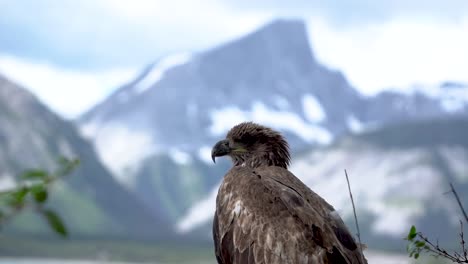 Close-shot-of-the-head-of-a-juvenile-bald-eagle-turning-its-head-with-Banff-national-park-on-the-horizon