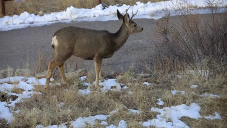 ciervo bura delante de una carretera comiendo hierba y luego mira a su alrededor y da un paso adelante, colorado