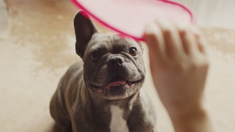 close up view of a home man holding a frisbee in his hands, while his bulldog waits on the ground for catch it