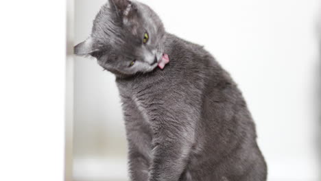 beautiful grey cat sits and grooms herself