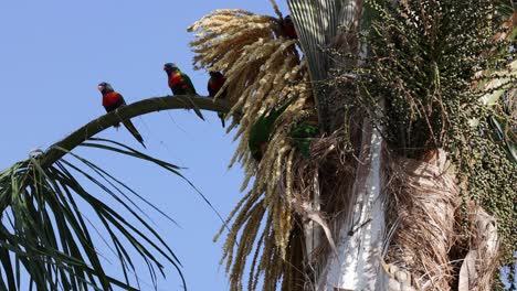 colorful parrots interacting on a swaying palm.