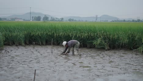 farmer working in a rice paddy