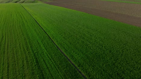 Lush-green-field-shot-from-above,-vibrant-and-serene