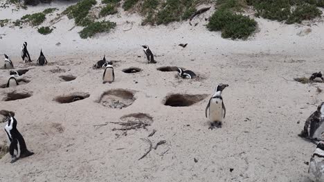sand burrows are homes to threatened colony of african penguins