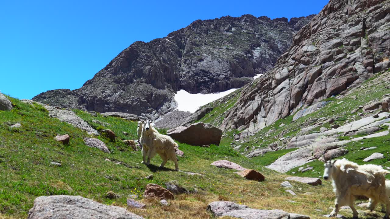 Mountain Goats in the Rocky Mountains