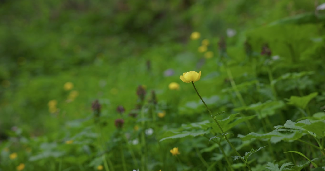 Nærbillede af smørblomster på en grøn naturmark med blød bokeh-baggrund