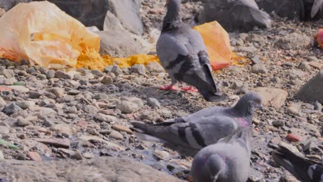 paloma en busca de comida en la playa contaminada_carter road bandra