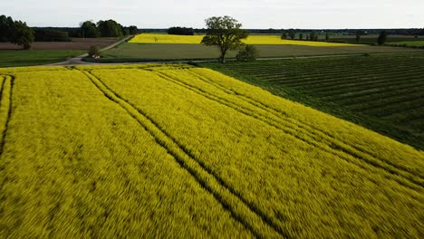 Vuelo-Aéreo-Sobre-El-Floreciente-Campo-De-Colza,-Volando-Sobre-Flores-Amarillas-De-Canola,-Roble-Verde,-Paisaje-Idílico-De-Agricultores,-Hermoso-Fondo-Natural,-Disparo-De-Drones-Avanzando