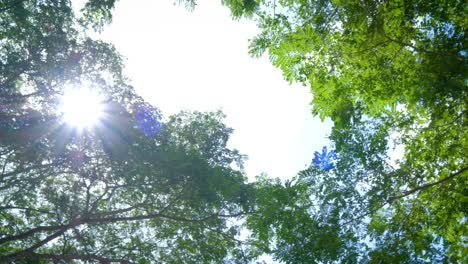 mirando hacia arriba y panorámica a la izquierda tiro en el árbol, vista de la pobreza. hermosa luz del sol a través de las cimas de los árboles, el sol brilla a través del follaje. "la lluvia