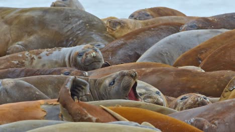 La-Antártida-Elefantes-Marinos-Livingstone-Island-Abarrotada-Y-Llamando-Closeup