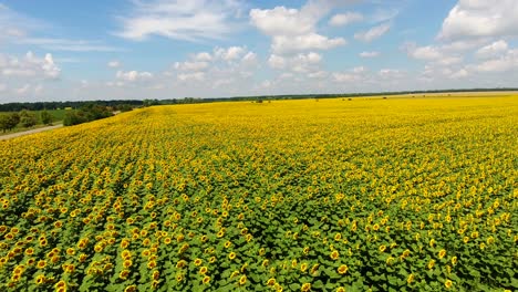 4k. flowering sunflowers on a sky background flight over sunflower.