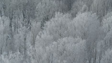frosty forest. cold winter day. oakwood park in kaunas, lithuania