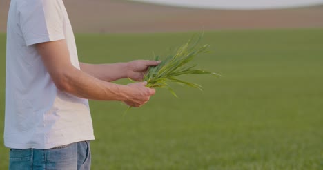 Agricultor-Agrícola-Examinando-Cultivos-De-Trigo-En-Manos