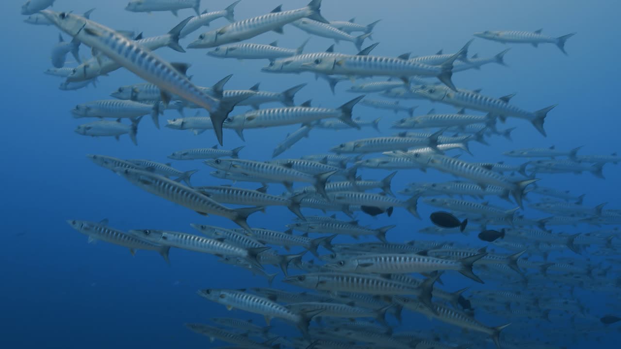 rebaño de barracudas, la cámara se acerca a la escuela de peces en el azul