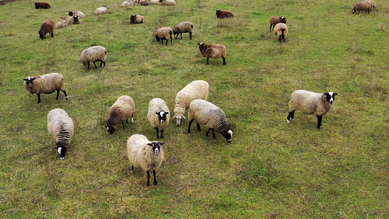 Gregge di pecore all'aperto. Allevamento di pecore. Gregge di pecore in un campo.