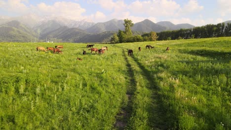 horses in a green field on a snowy mountain background