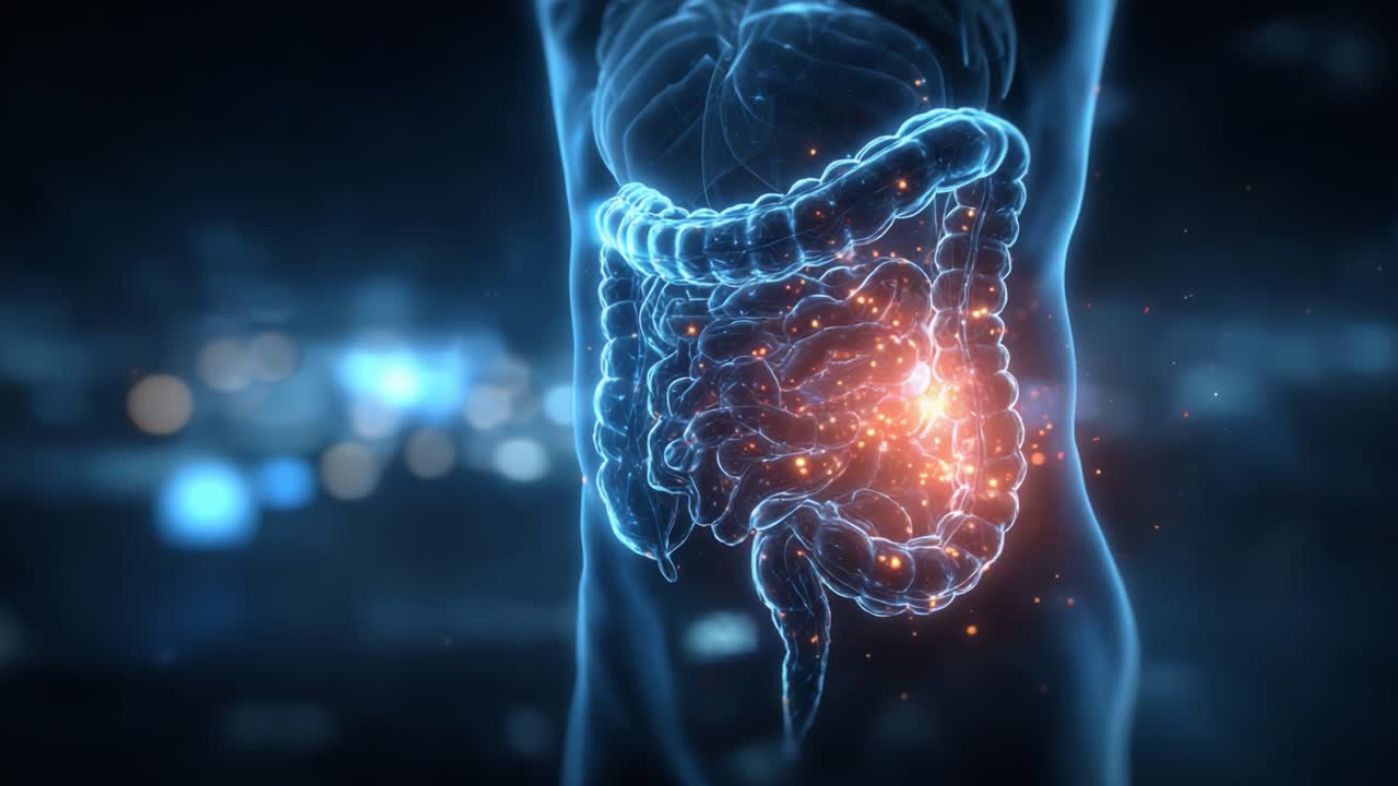 Illuminating the Human Digestive System: A 3D Visualization of the Intestines and Their Vital Functions in Metabolism and Health