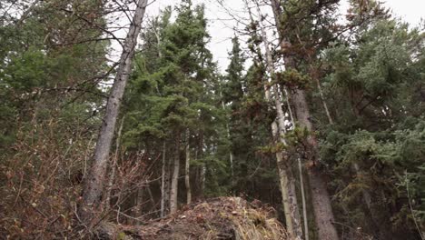 biker jumps in the forest
