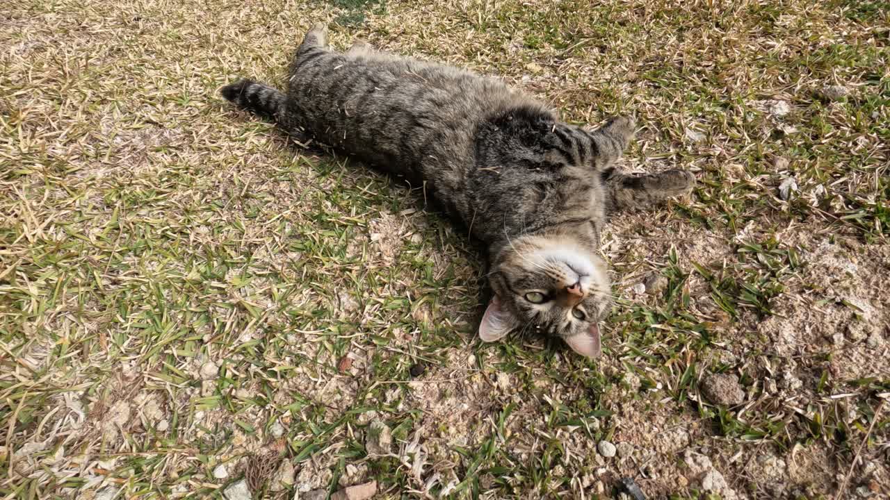 Grey cat enjoying summer grass