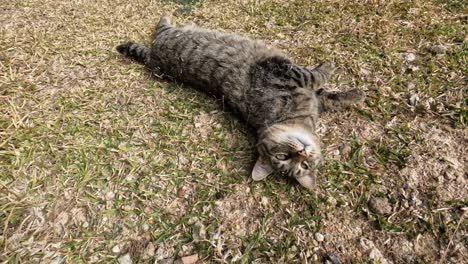 gato gris disfrutando de la hierba de verano