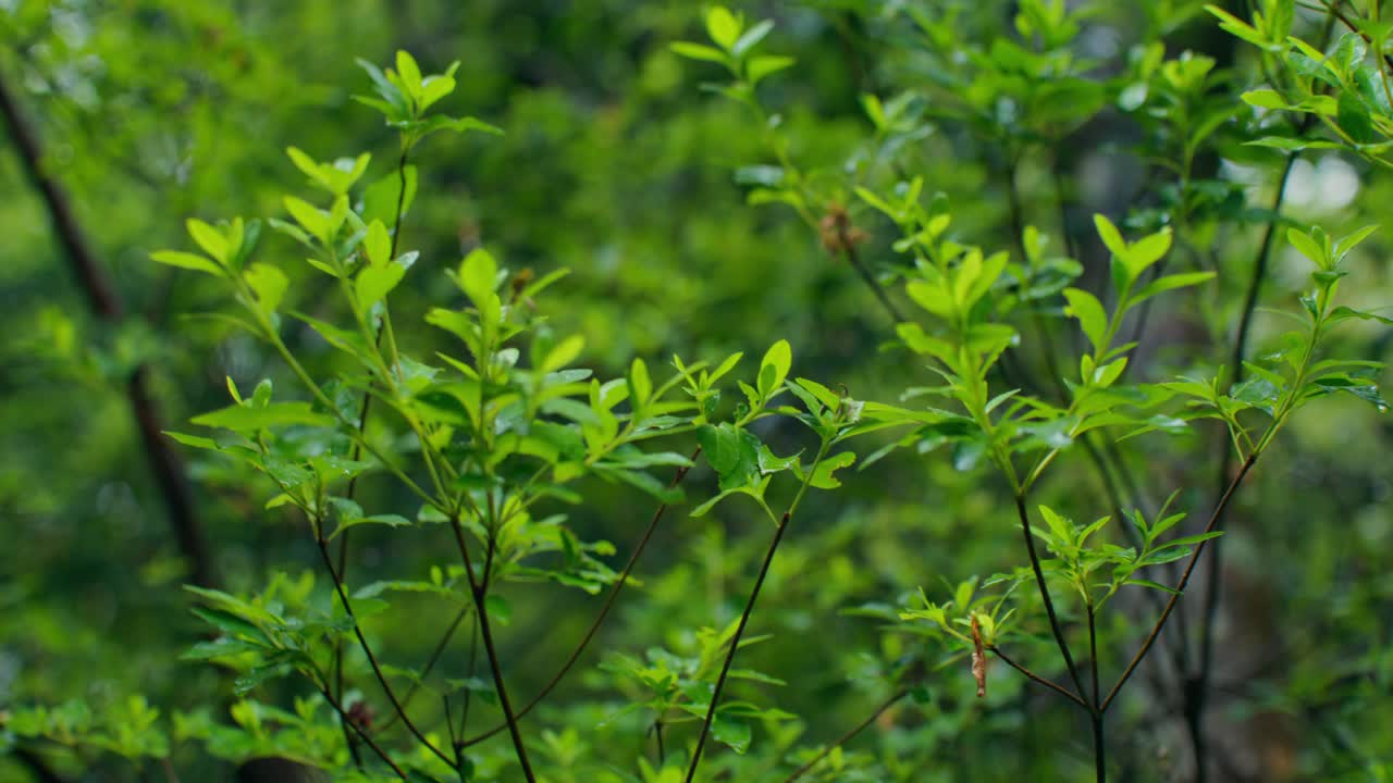 Green foliage in a bush